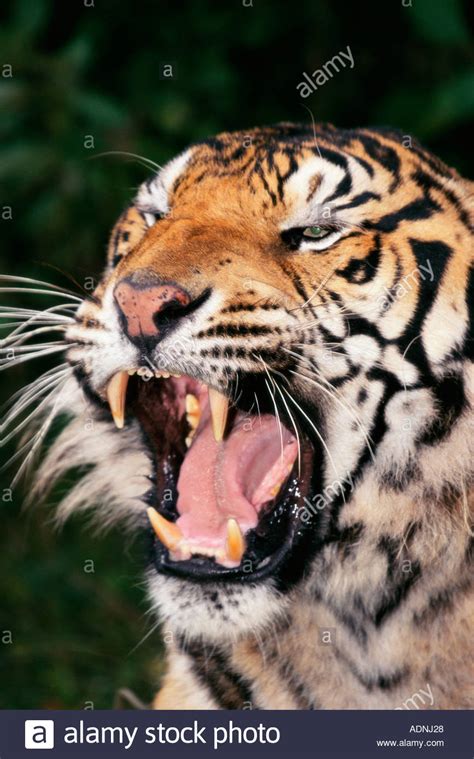 Bengal Tiger Snarling Stock Photos And Bengal Tiger Snarling Stock Images