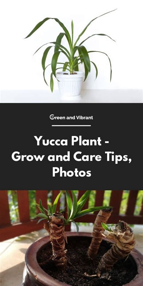 Yucca Plant Grow And Care Tips Photos