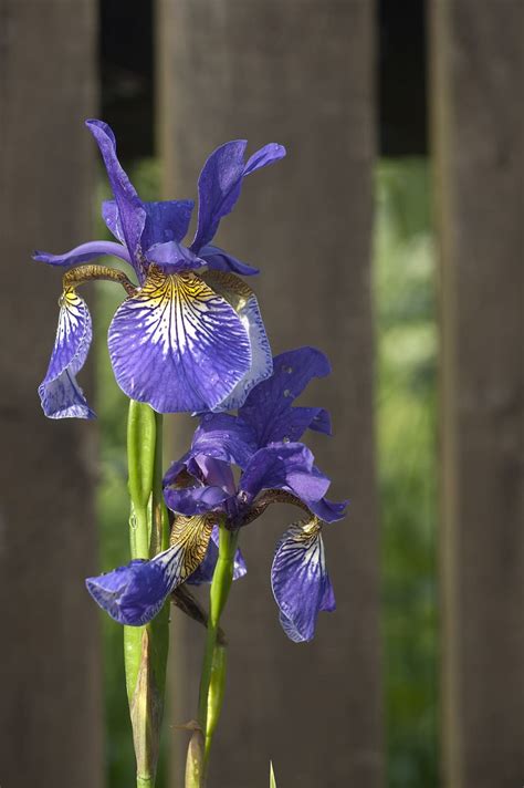 Hd Wallpaper Iris Irises Violet Flower Nature Flowering Plant