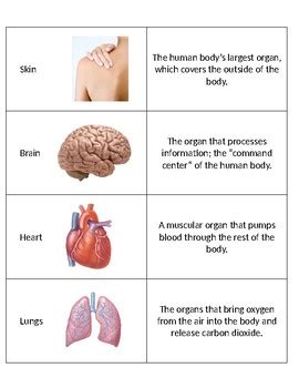 An organ system is a group of organs that work together to perform a complex function. SC.5.L.14.1 The Human Body Organs and Their Functions Matching Game
