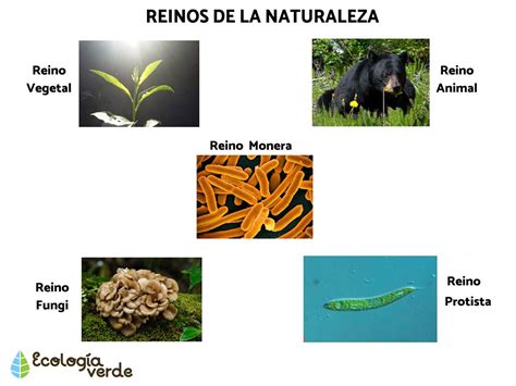 Los Reinos De La Naturaleza Con Imágenes Y Vídeo