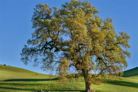 When To Prune Oak Trees Expert Tips