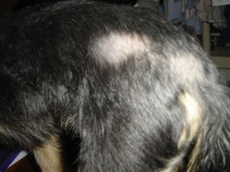 Once you understand what is causing your cat to lose their fur. Animal Rights India: Vet For Your Pet: Hair loss and bald ...