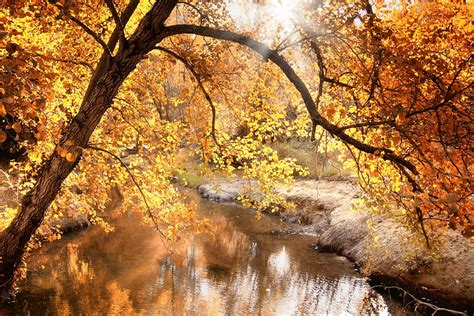 1080p Free Download Autumn Forest Creek Autumn Forest Creek Hd