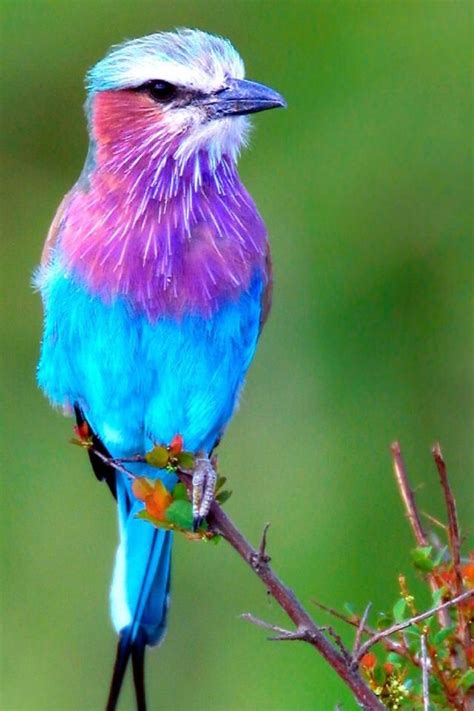 Very Colorful Bird Animals Beautiful Beautiful Bird Wallpaper Pet Birds