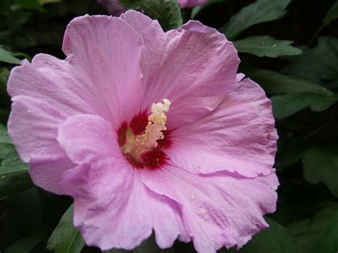 Mallow Pink Flower Free Photo On Pixabay Pixabay