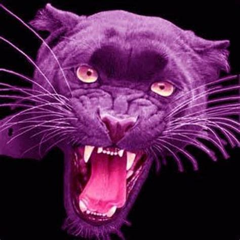 Purple Panthers