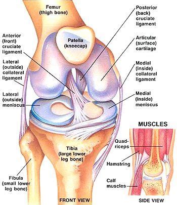 Although the joint is held together by these extensive ligament and muscle attachments, certain types of forces can weaken the shoulder easily. Preventing ACL Injury through Strengthening Exercises ...
