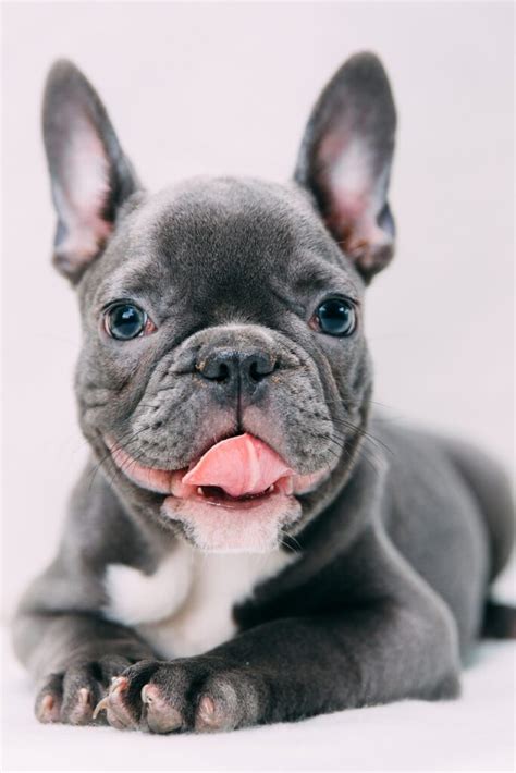 French Bulldog Puppies 25 Perfect Pups Talk To Dogs