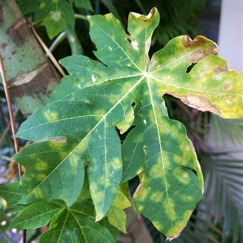 Papaya Pawpaw Diseases And Pests Description Uses Propagation