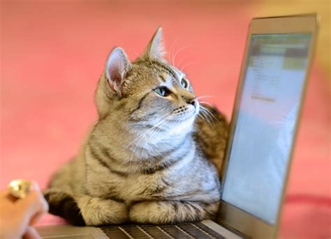 Zoom describes the effect as 'a softening effect to skin to minimize the visibility of imperfections.' which is basically a beauty filter for our new working environment. Cat gets caught trying to guess its owner's computer ...