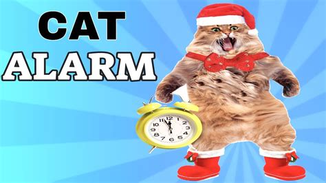 Cat Alarm Clock Feel The Bass Youtube