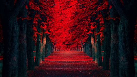 Red Forest Wallpapers 96 Wallpapers Wallpapers 4k