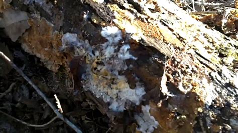 Mushroom Mycelium In Action Breaking Down A Log Into Dirt Youtube