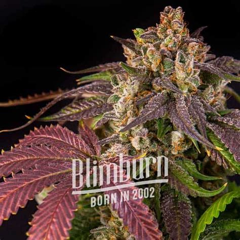 Pink Runtz Buy Cannabis Seeds Free Shipping