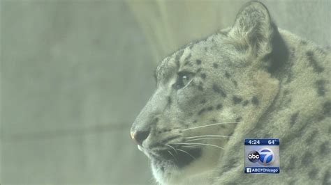 Snow Leopard Cubs Make Debut At Brookfield Zoo Abc7 Chicago