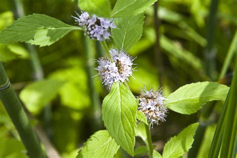 Cancer is considered a highly fertile sign for planting. 10 Plants Native Americans Used to Cure Everything And ...