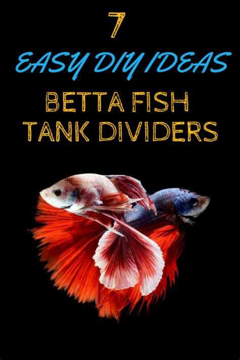 Bubble nests and mating in the wild. 7 Easy DIY Ideas for Betta Fish Tanks with Divider | Betta fish tank, Betta, Betta aquarium