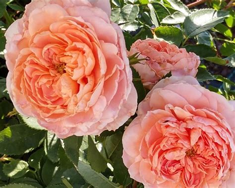 Colette Climbing Rose Plant Potted Strong Fragrance Peach Etsy