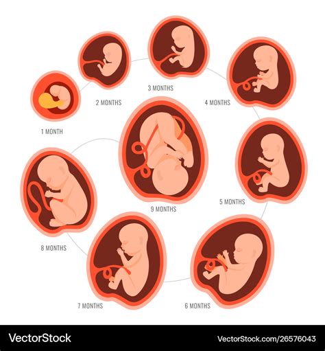 pregnancy fetal foetus development embryonic vector image