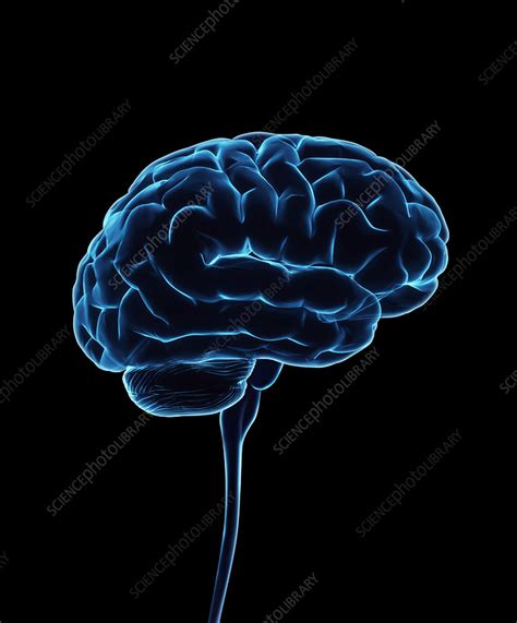 Human Brain And Spinal Cord Illustration Stock Image F0302966