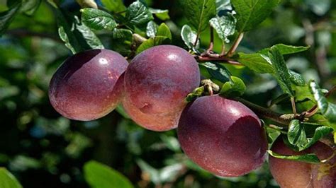 Check spelling or type a new query. How to grow plums / RHS Gardening