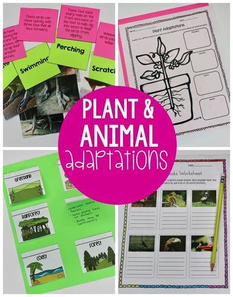 Plant And Animal Adaptations Activities Graphic Organizers And