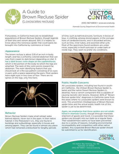 A Guide To Brown Recluse Spider Docslib
