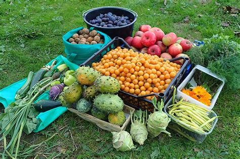 17 Unusual Fruits And Vegetables For Your Garden Gardeners Path