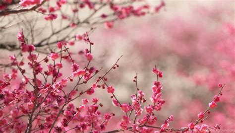 Sakura Cherry Blossom Hd Desktop Wallpapers Rose Gold Wallpaper