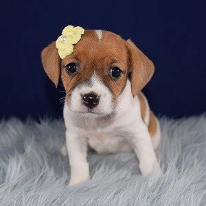 Many breeds of puppies for sale in turkey , some are sold cheap. Female CavaJack Puppy for Sale Cookie | Puppies for Sale ...