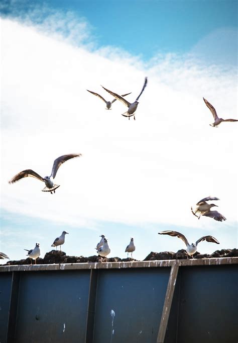 Flying Flock Of Birds Photo Free Bird Image On Unsplash