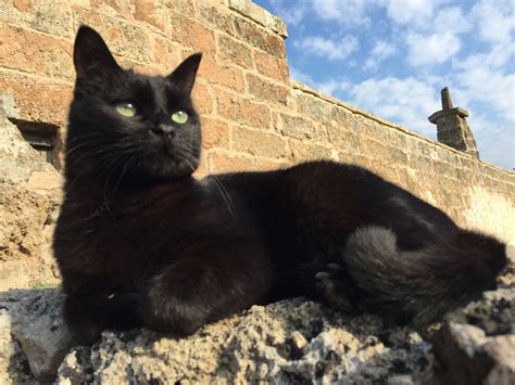 Gorgeous ️ Black Cat Feline Cats