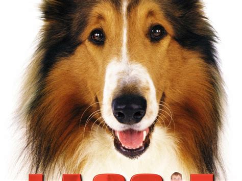 Lassie Film Réalisateurs Acteurs Actualités