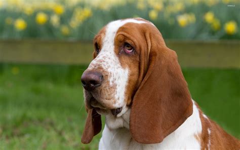 Basset Hounds Wallpapers Wallpaper Cave