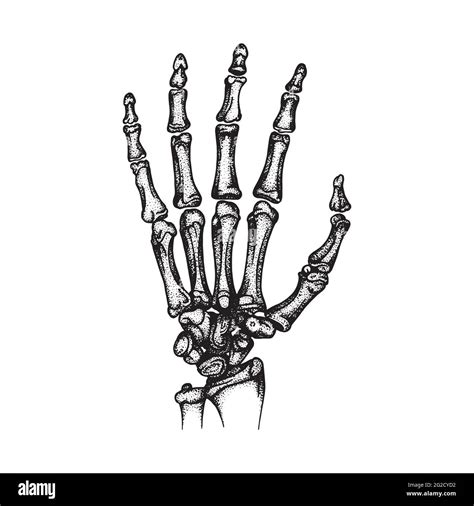 Hand Bones Human Hand And Wrist Bones Sketch Drawing Vector