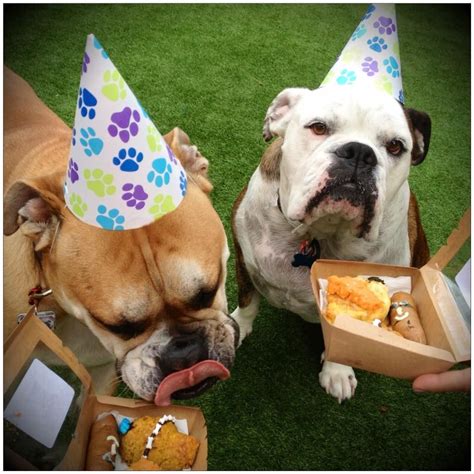 Party Time Calling All Four Legged Friends Barkday Pawty Have Your