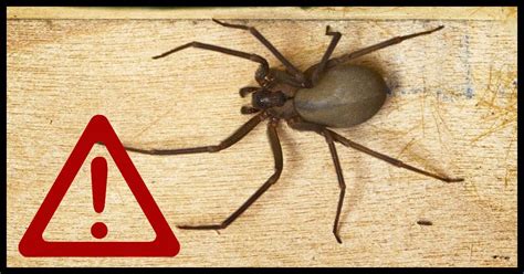 Important Information To Know About Brown Recluse Spider Bites