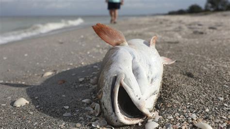 Warning Graphic Images Dead Fish Turtles Manatees Wash Up On