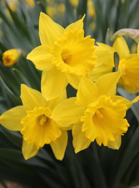 Daffodil Dutch Master Longfield Gardens National Garden Bureau