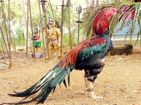 And all pakistani aseel rooster breed. Parrot Beak And Long Tail Aseel Breed | Best Collection Of ...