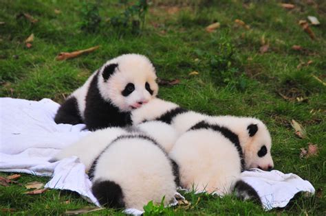 These Adorable Baby Pandas Will Make Your Cheeks Hurt From Smiling