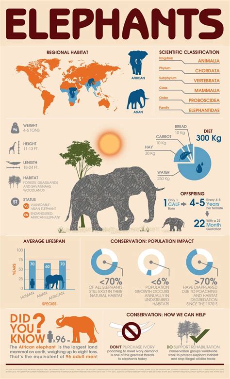 Animal Infographic: Elephant All About Elephants, Elephants Never