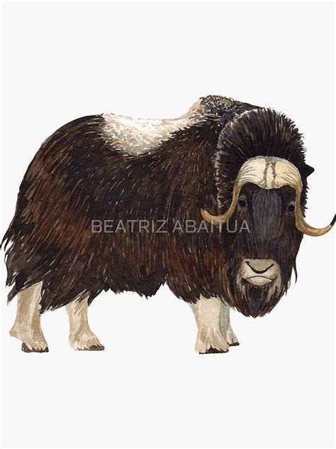 Musk Ox Sticker For Sale By Bananaflamingo Redbubble