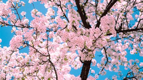 Download Wallpaper 1920x1080 Sakura Flowers Tree Branches Spring