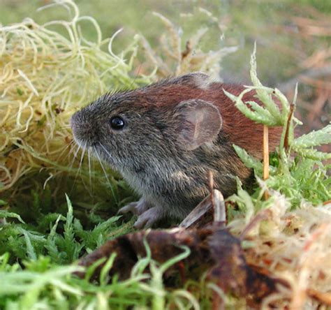 Southern Red Backed Vole Pennsylvania Mammals · Inaturalist