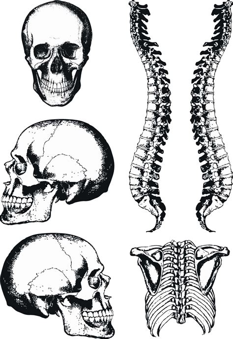 Human Anatomy Graphic Skull And Spine Vector Free Download