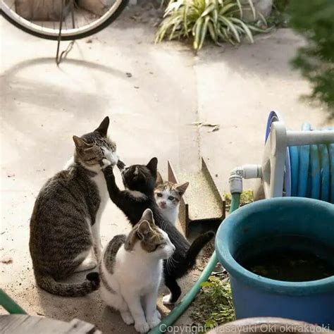 30 Unique Personalities Of Stray Cats As Captured By This Japanese