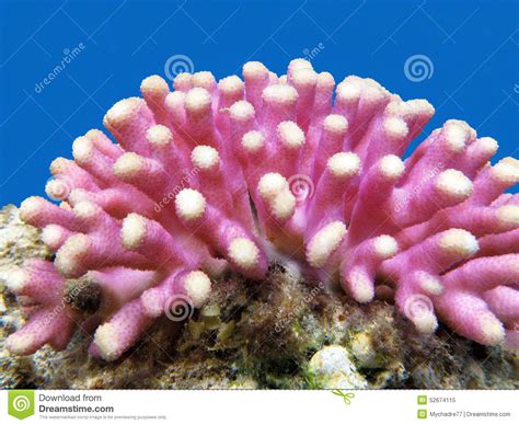 Coral Reef With Pink Finger Coral Underwater Stock Image Image Of
