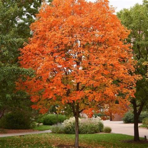 Sugar Maple Fact Sheet